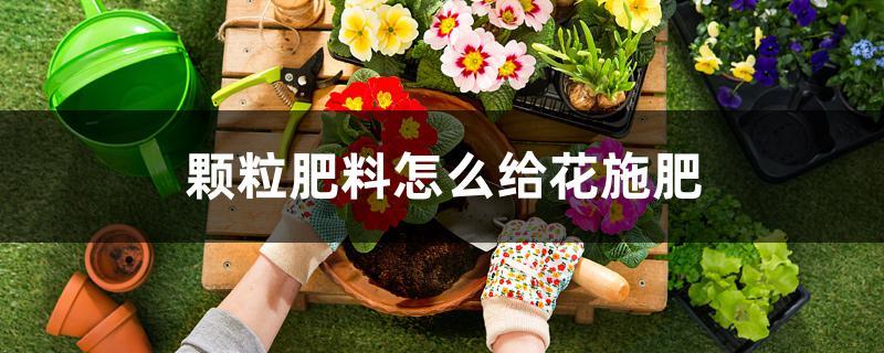 颗粒肥料怎么给花施肥