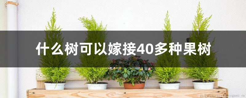 什么树可以嫁接40多种果树