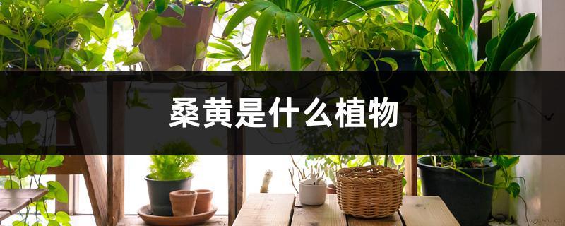 桑黄是什么植物