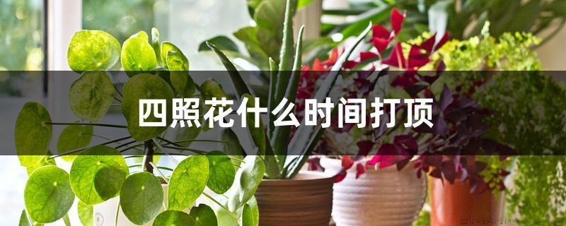 四照花什么时间打顶