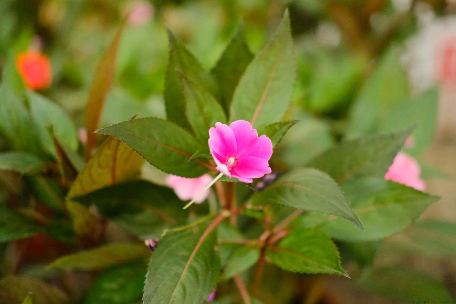 凤仙花叶子有虫怎么办