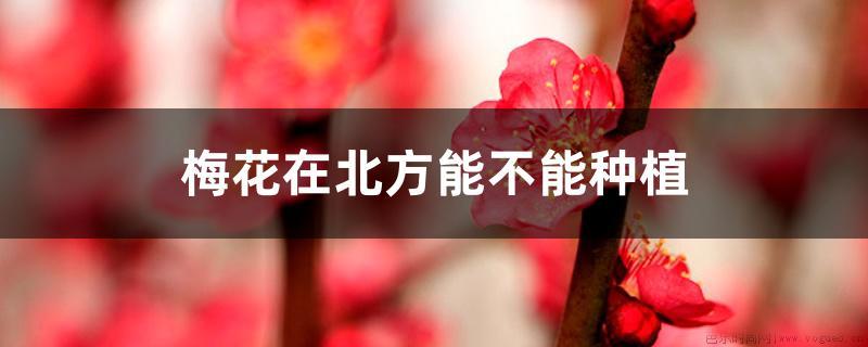 梅花在北方能不能种植