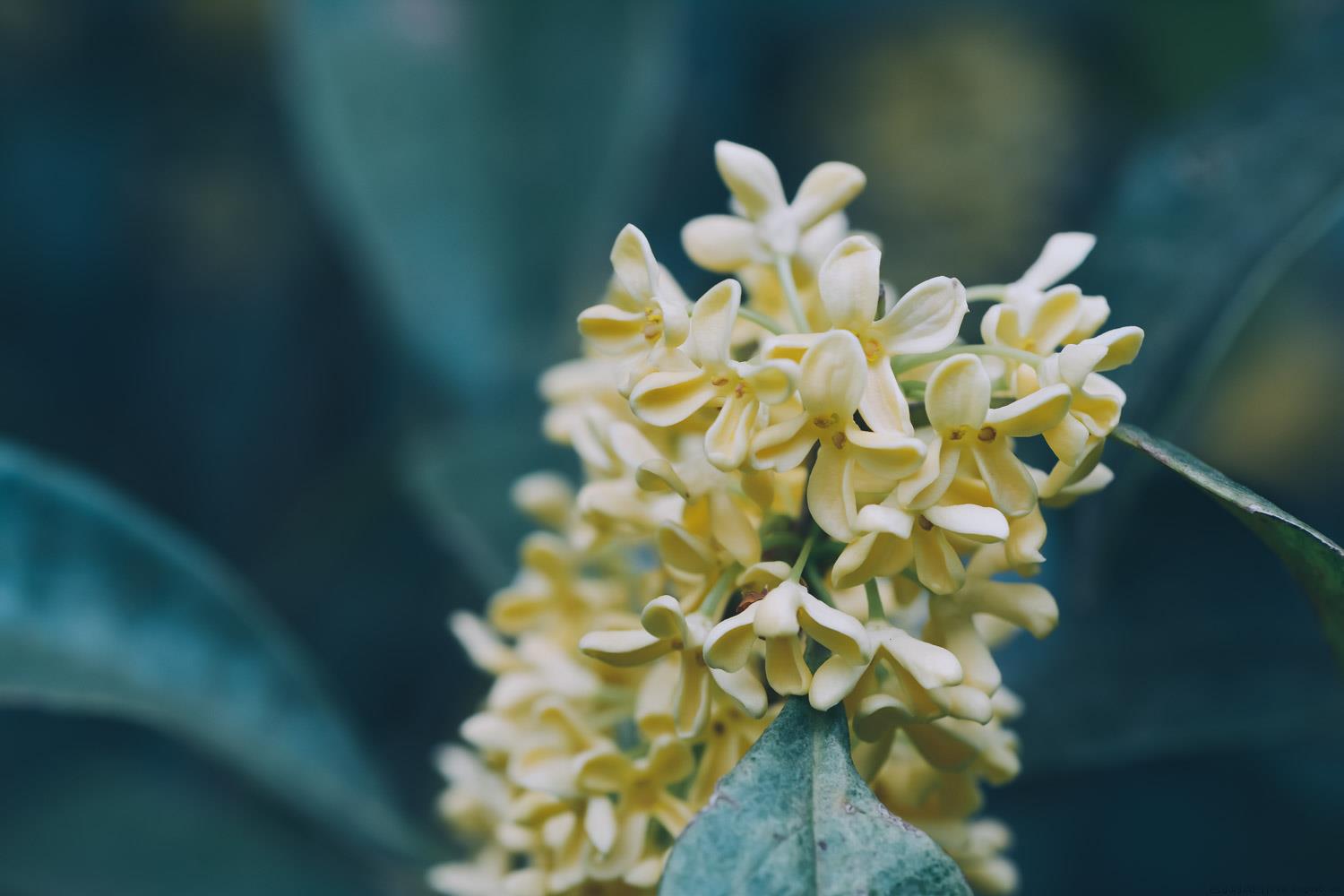 桂花用什么土养好