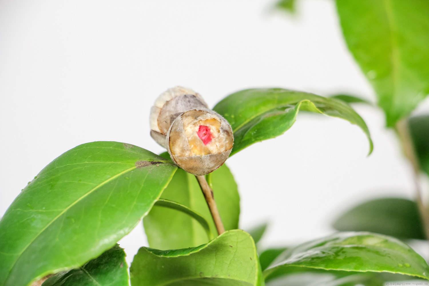 茶花秋季管理注意事项