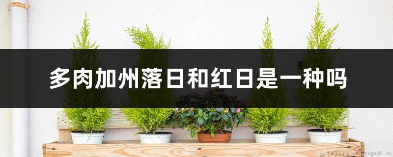 多肉加州落日和红日是一种吗，如何养护