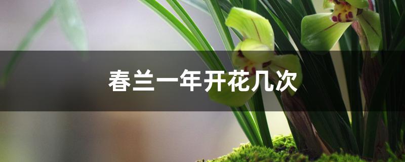 春兰一年开花几次