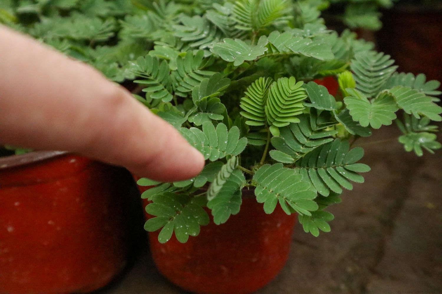 含羞草开花后怎么办，开花后会结籽吗