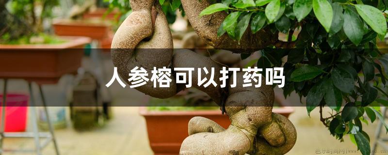 人参榕可以打药吗