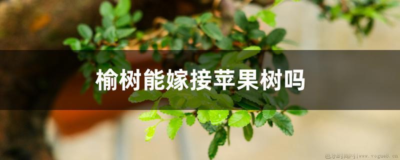 榆树能嫁接苹果树吗