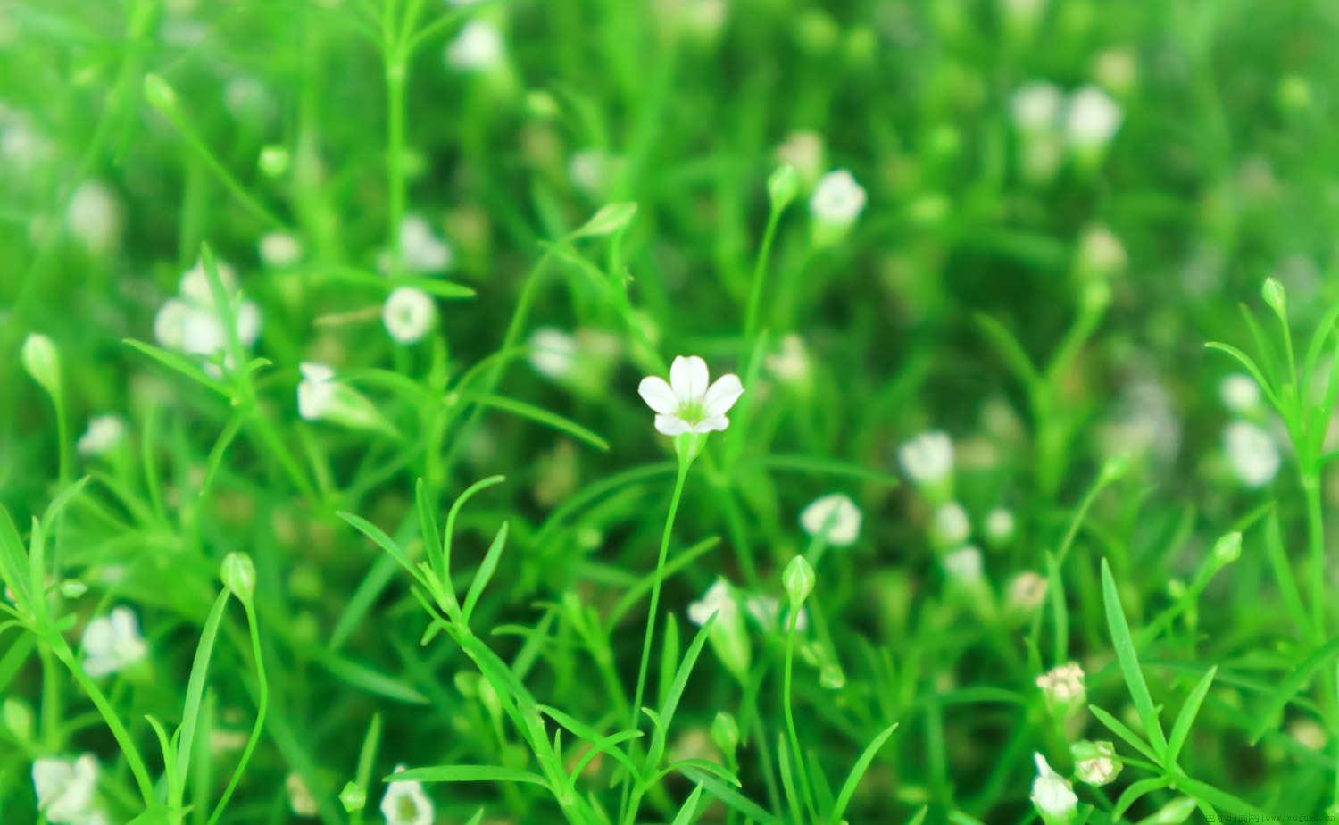 满天星不开花怎么回事，一年开几次花