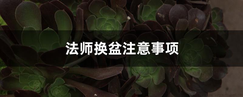 法师换盆注意事项