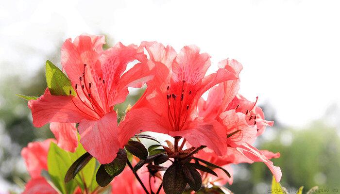 家里养杜鹃花吉祥吗