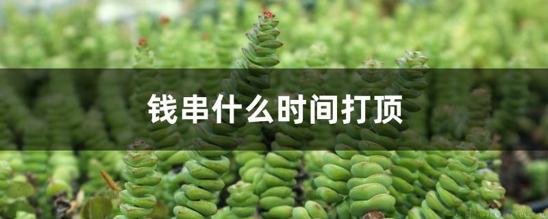 钱串什么时间打顶