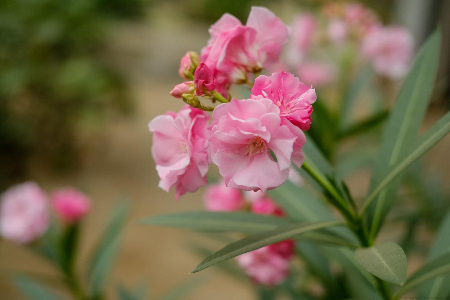 夹竹桃花的花语