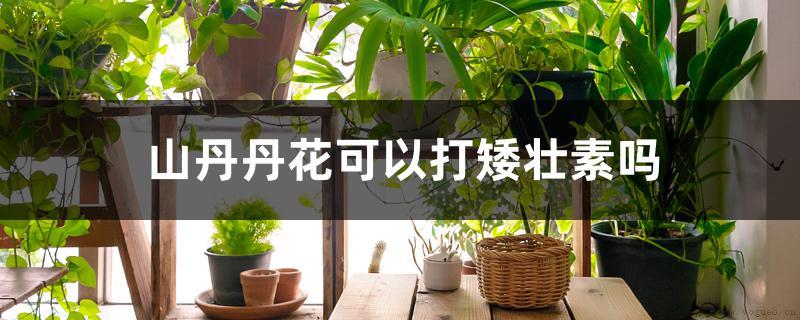 山丹丹花可以打矮壮素吗