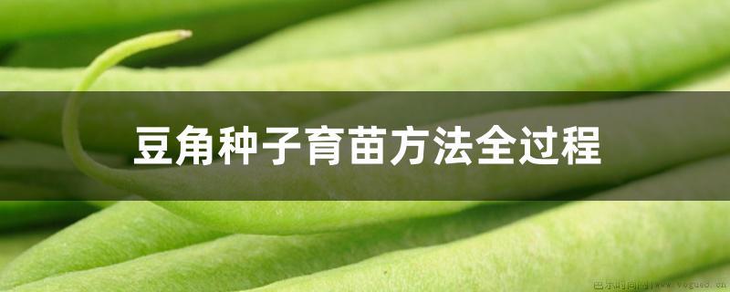 豆角种子育苗方法全过程