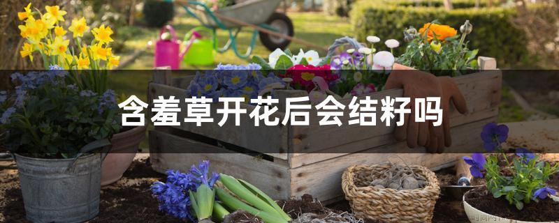 含羞草开花后会结籽吗