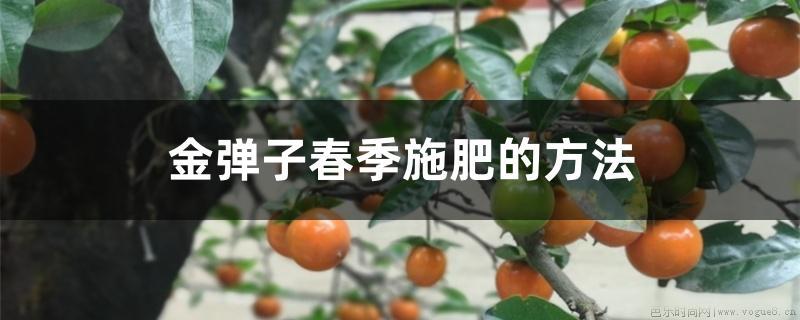 金弹子春季施肥的方法