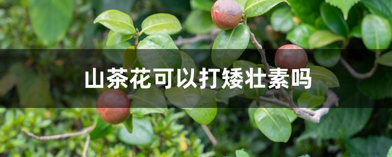 山茶花可以打矮壮素吗