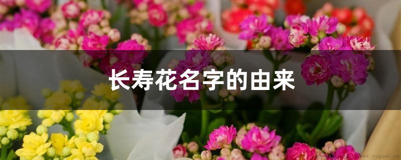 长寿花名字的由来