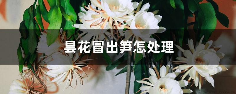 昙花冒出笋怎处理