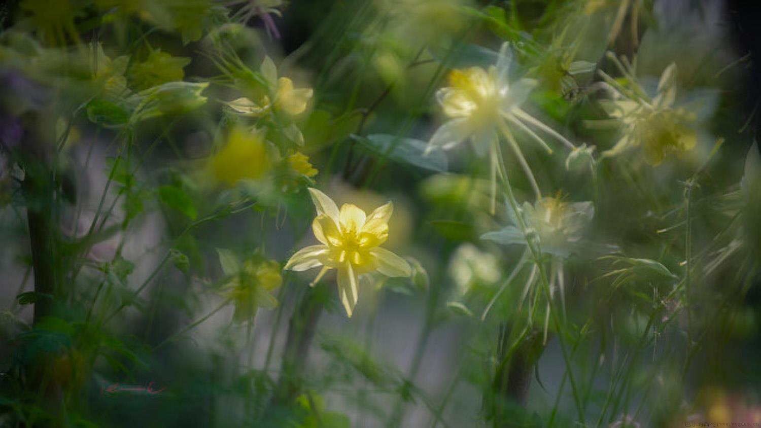 耧斗菜花期，如何促进多次开花