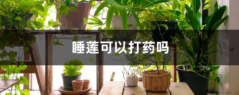 睡莲可以打药吗