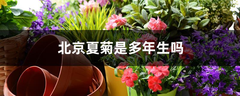 北京夏菊是多年生吗