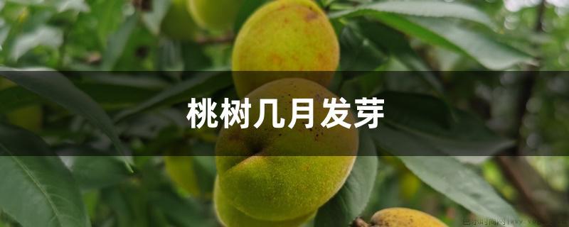 桃树几月发芽