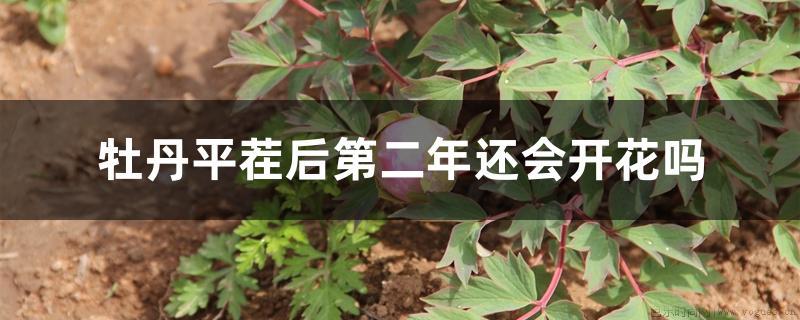 牡丹平茬后第二年还会开花吗