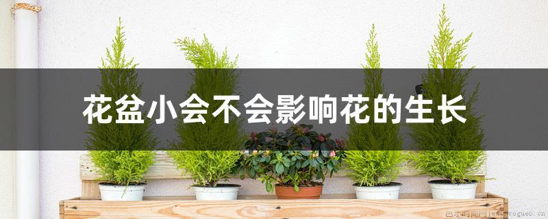 花盆小会不会影响花的生长