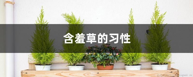 含羞草的习性