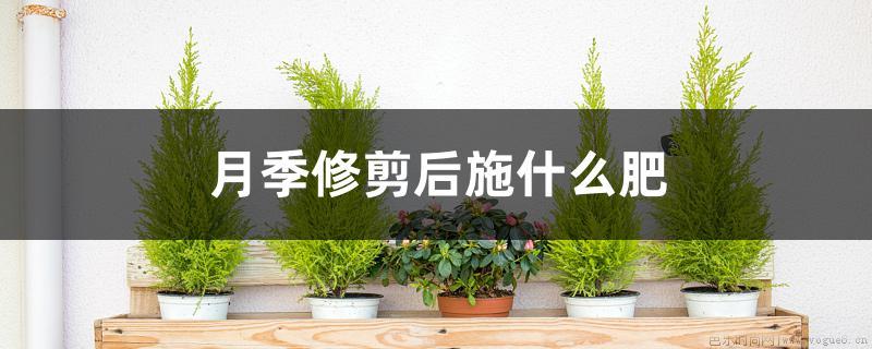 月季修剪后施什么肥