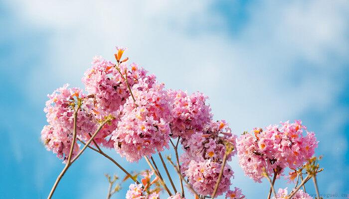 风铃花花语