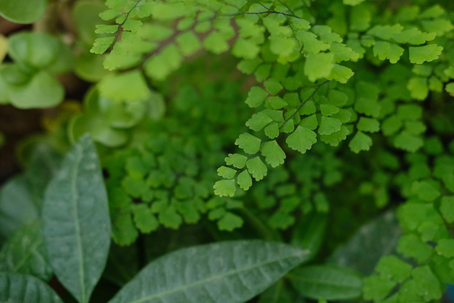 蕨类植物怎么繁殖，常见的蕨类植物