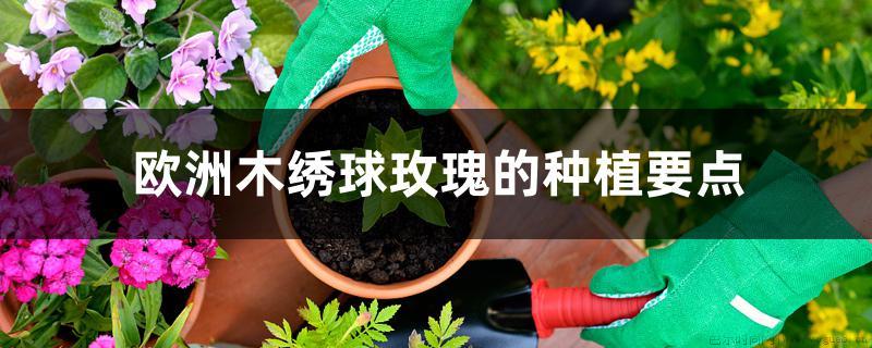 欧洲木绣球玫瑰的种植养殖方法