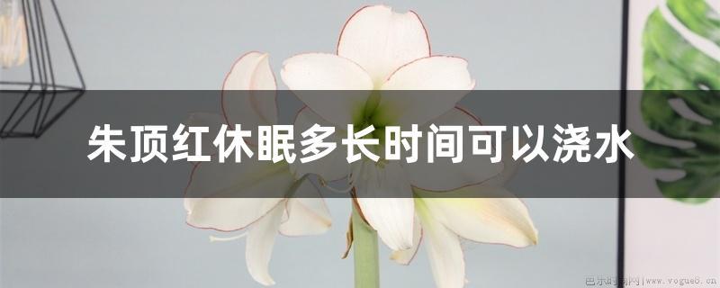 朱顶红休眠多长时间可以浇水