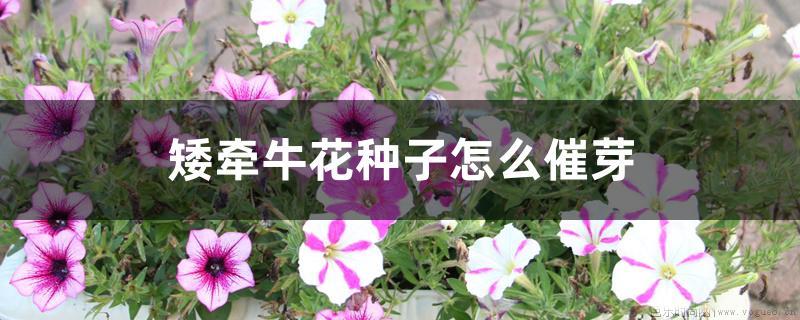 矮牵牛花种子怎么催芽