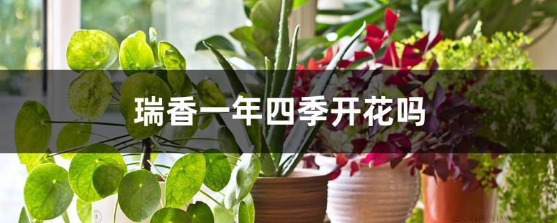 瑞香一年四季开花吗