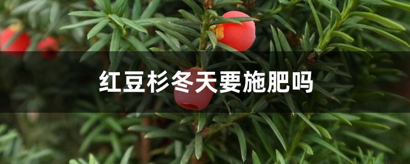 红豆杉冬天要施肥吗