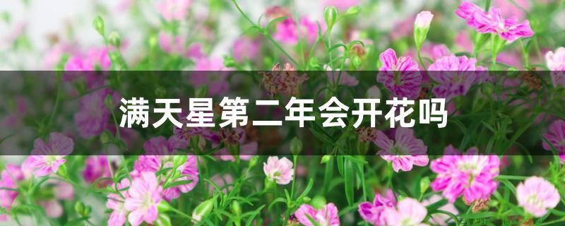 满天星第二年会开花吗