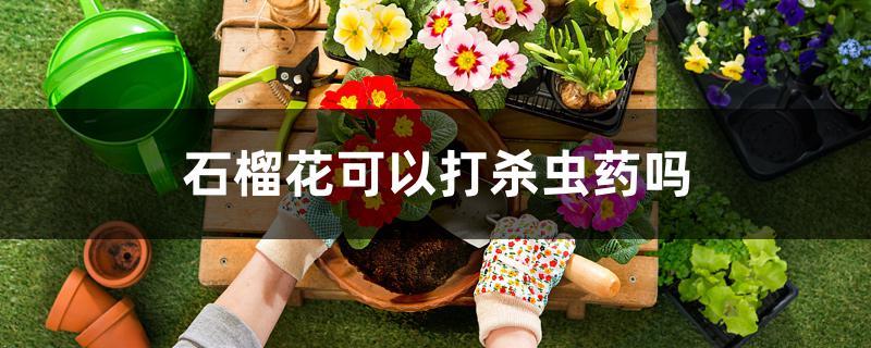 石榴花可以打杀虫药吗