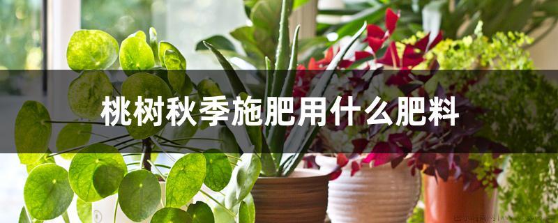 桃树秋季施肥用什么肥料