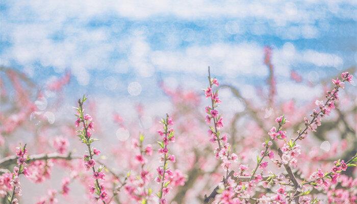 落新妇的花语和寓意