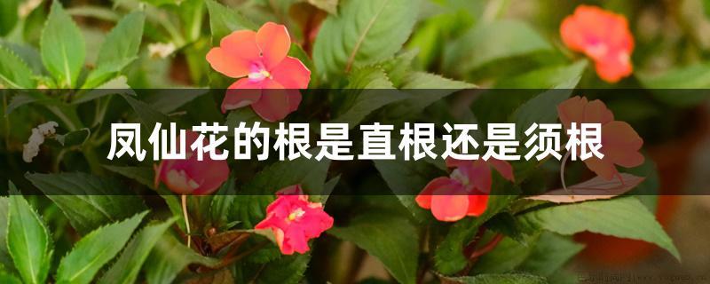 凤仙花的根是直根还是须根