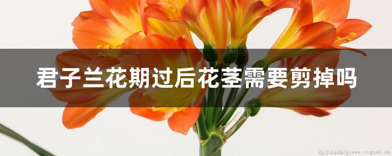 君子兰花期过后花茎需要剪掉吗