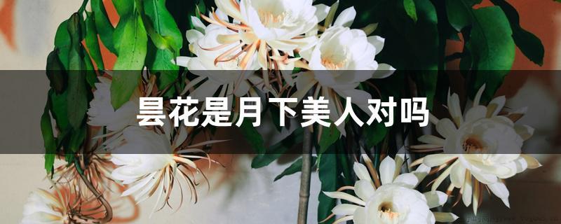 昙花是月下美人对吗