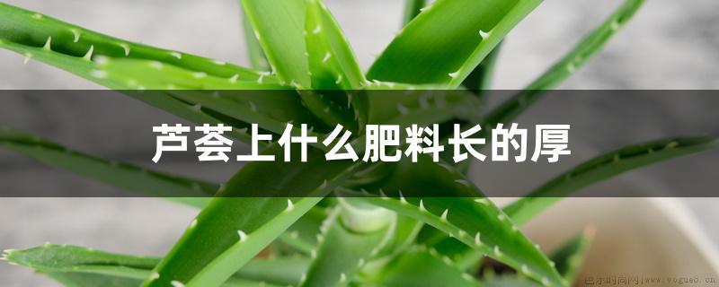 芦荟上什么肥料长的厚