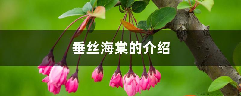 垂丝海棠的介绍