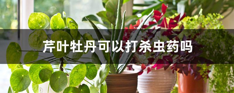 芹叶牡丹可以打杀虫药吗